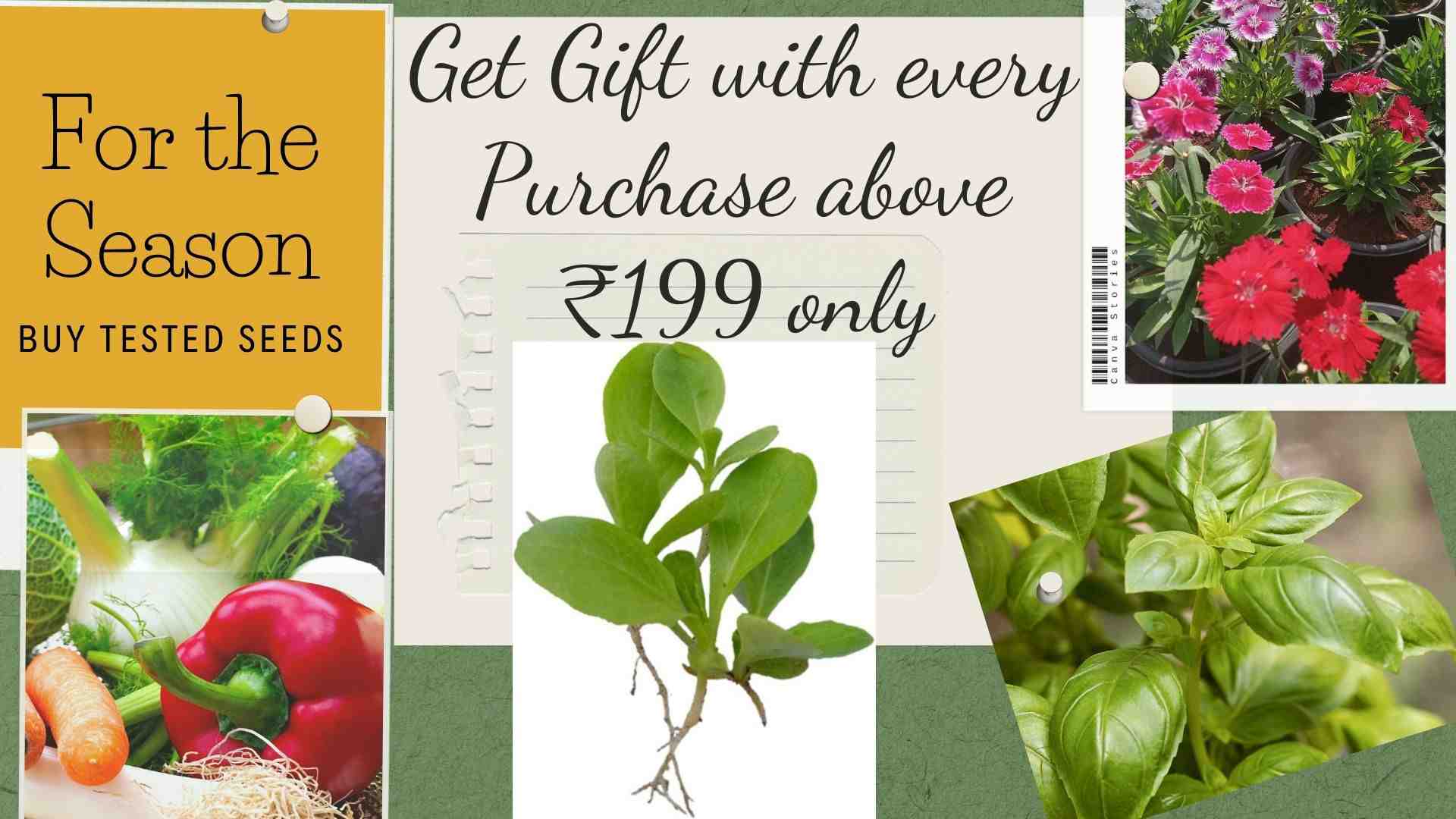 Grow Your Dream Garden Today